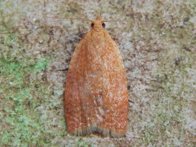Tortricidae: Clepsis consimilana, femmina
